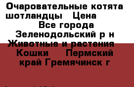 Очаровательные котята шотландцы › Цена ­ 2 000 - Все города, Зеленодольский р-н Животные и растения » Кошки   . Пермский край,Гремячинск г.